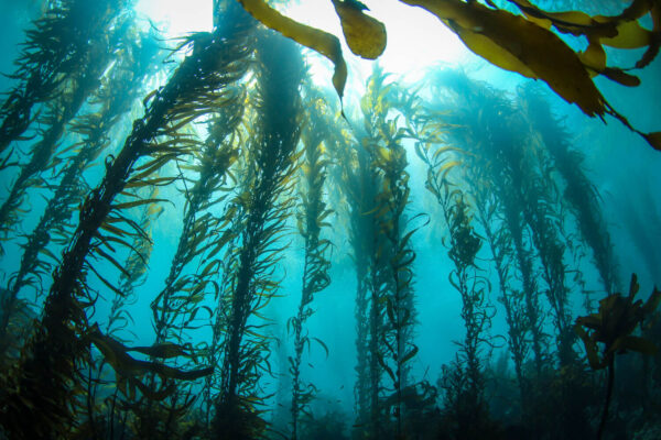 1st Grade: Student Seat – ONE WATER CYCLE: The Power of Kelp