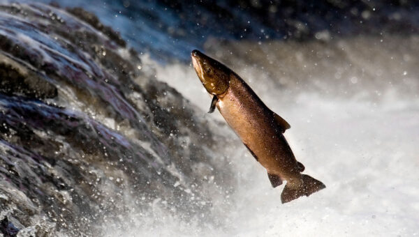 9-12 Physics: Student Seat – ONE WATER CYCLE: Salmon Cannon